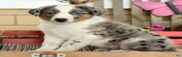 Australian Shepherd dogs for sale: Jasper - Ad 3