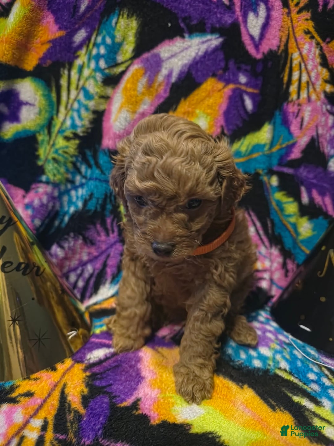 Mini Goldendoodle dogs for sale: Nova - Ad 8