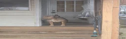 American Bully dogs for sale: Shadow - Ad 9