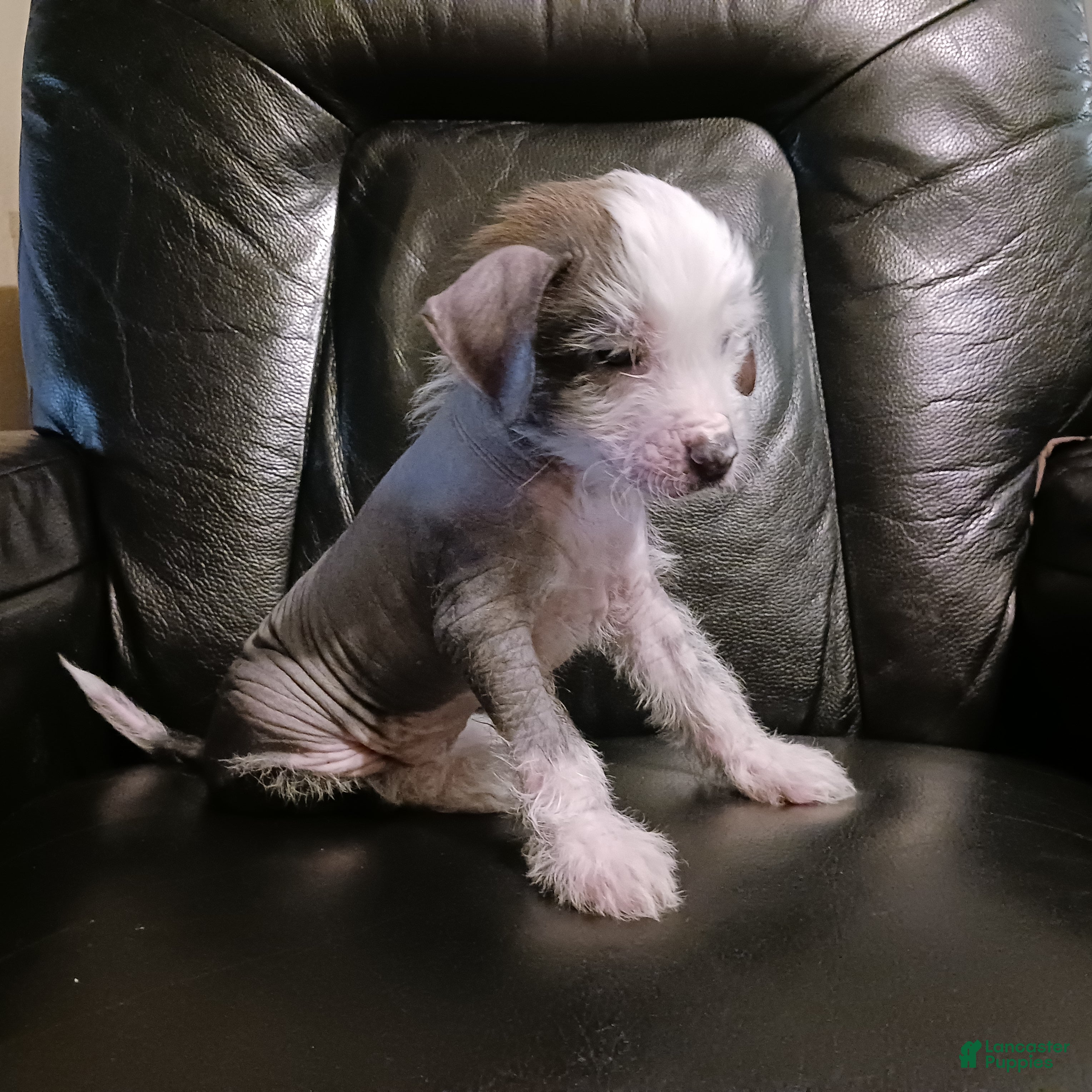 Chinese Crested dogs Zippy - Ad 1