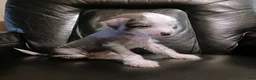 Chinese Crested dogs for sale: Zippy - Ad 9