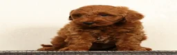 Mini Goldendoodle dogs for sale: Seager - Ad 3