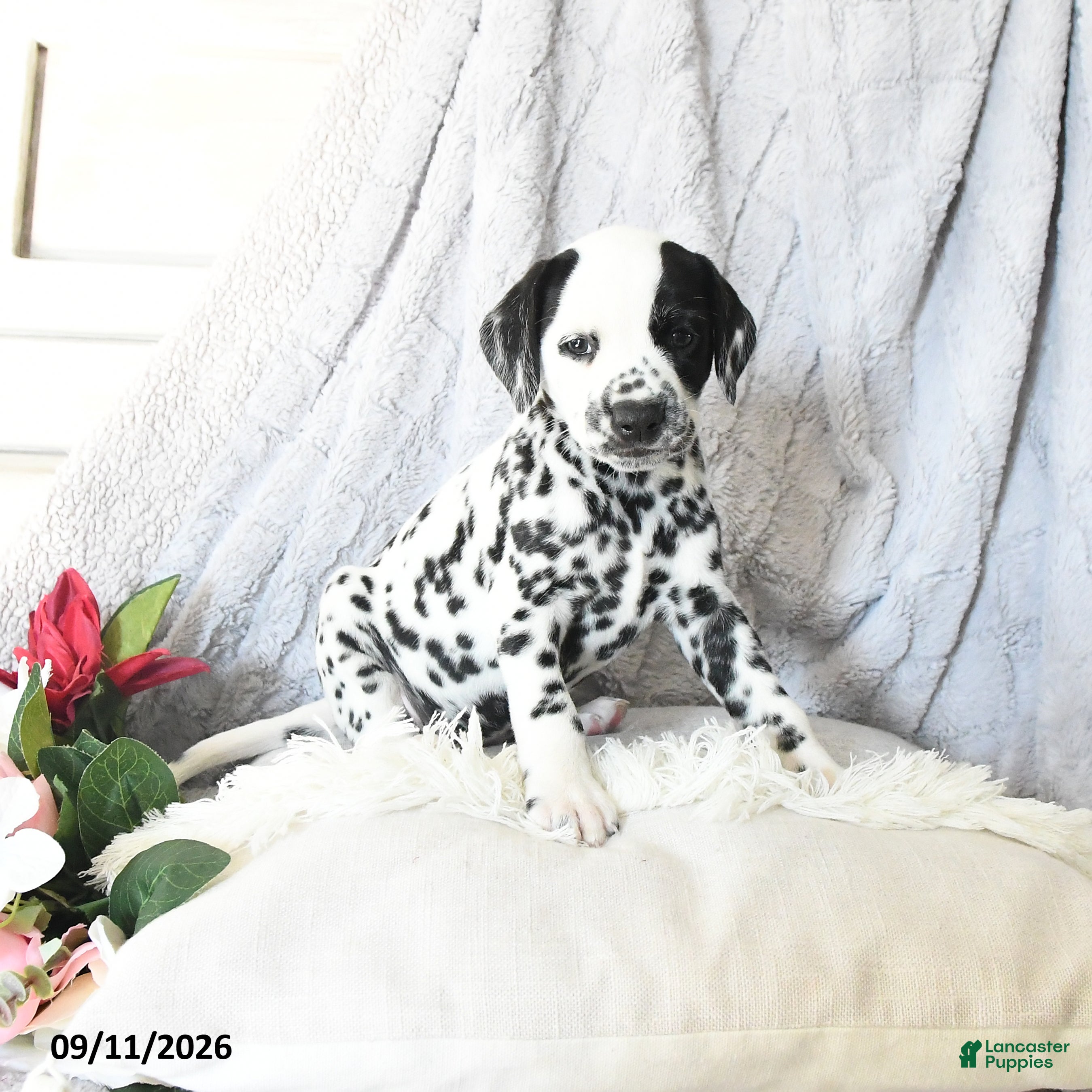 Dalmatian dogs Cinderella - Ad 2