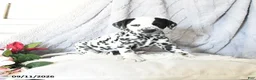 Dalmatian dogs for sale: Cinderella - Ad 2