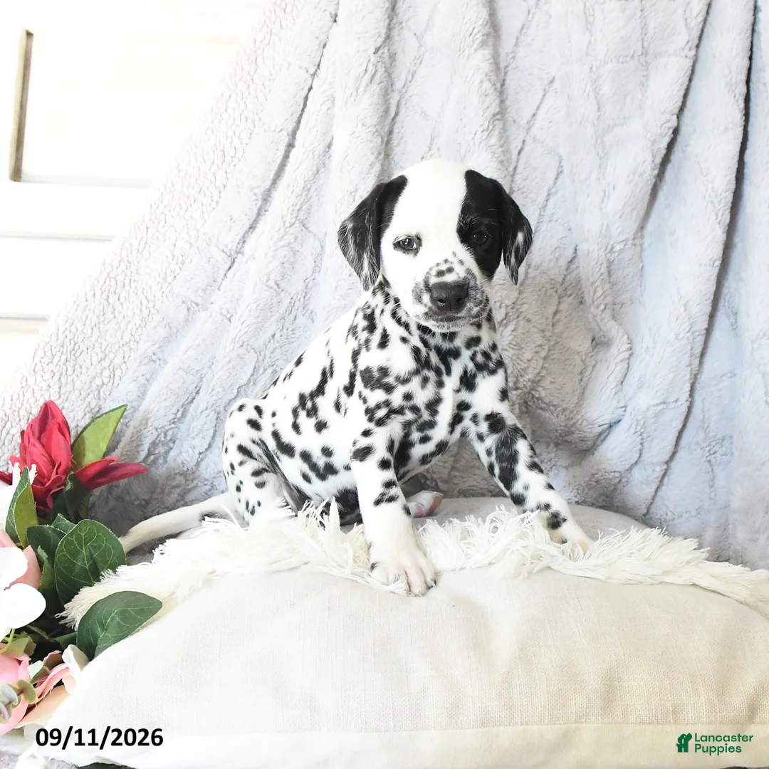Dalmatian dogs for sale: Cinderella - Ad 2