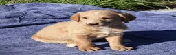 Labradoodle dogs for sale: Captain - Ad 2