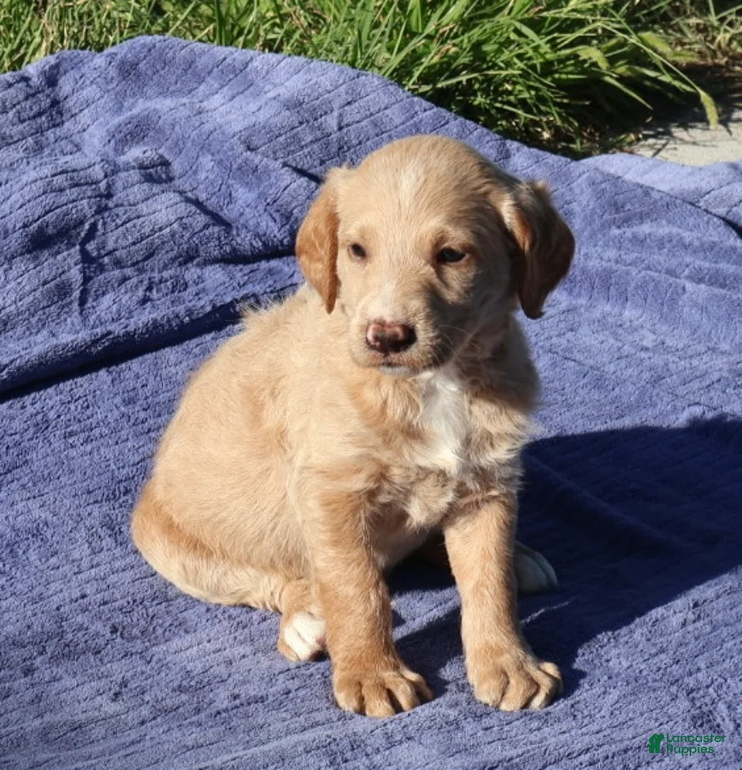 Labradoodle dogs for sale: Captain - Ad 2