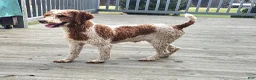 Mini Goldendoodle dogs for sale: Paisley F1B - Ad 4