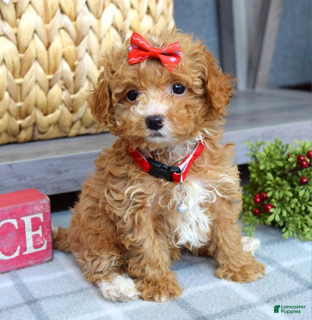Maltipoo dogs for sale: Fargo - Ad 6