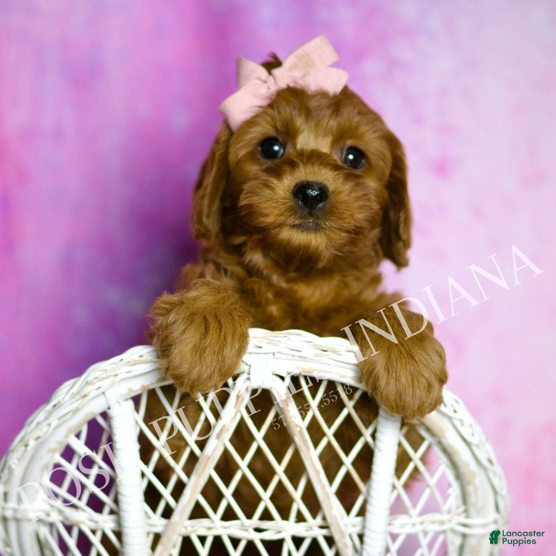 Cavapoo dogs Jasmine Adorable F1B Champion Line Cavapoo - Ad 2