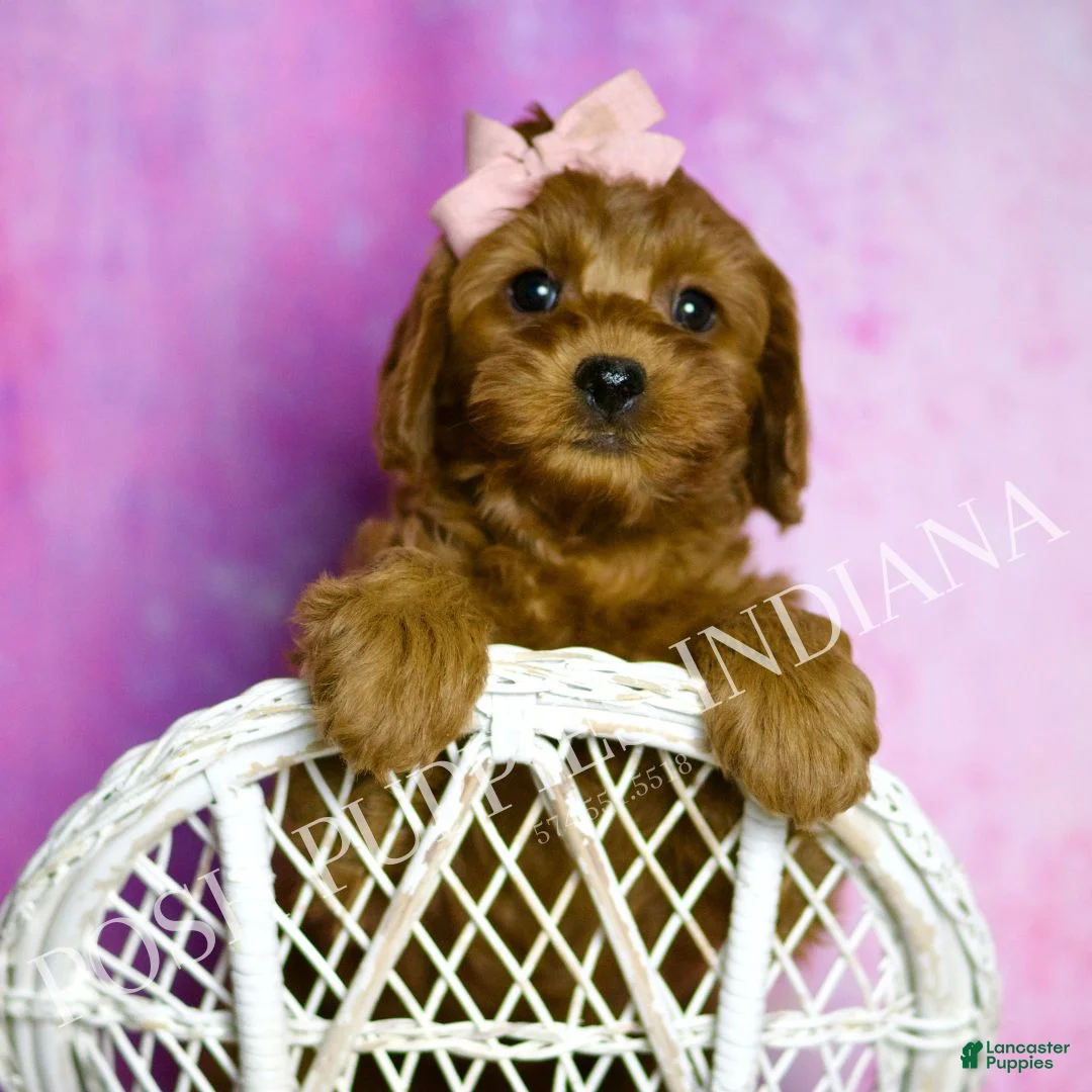 Cavapoo dogs for sale: Jasmine Adorable F1B Champion Line Cavapoo - Ad 2