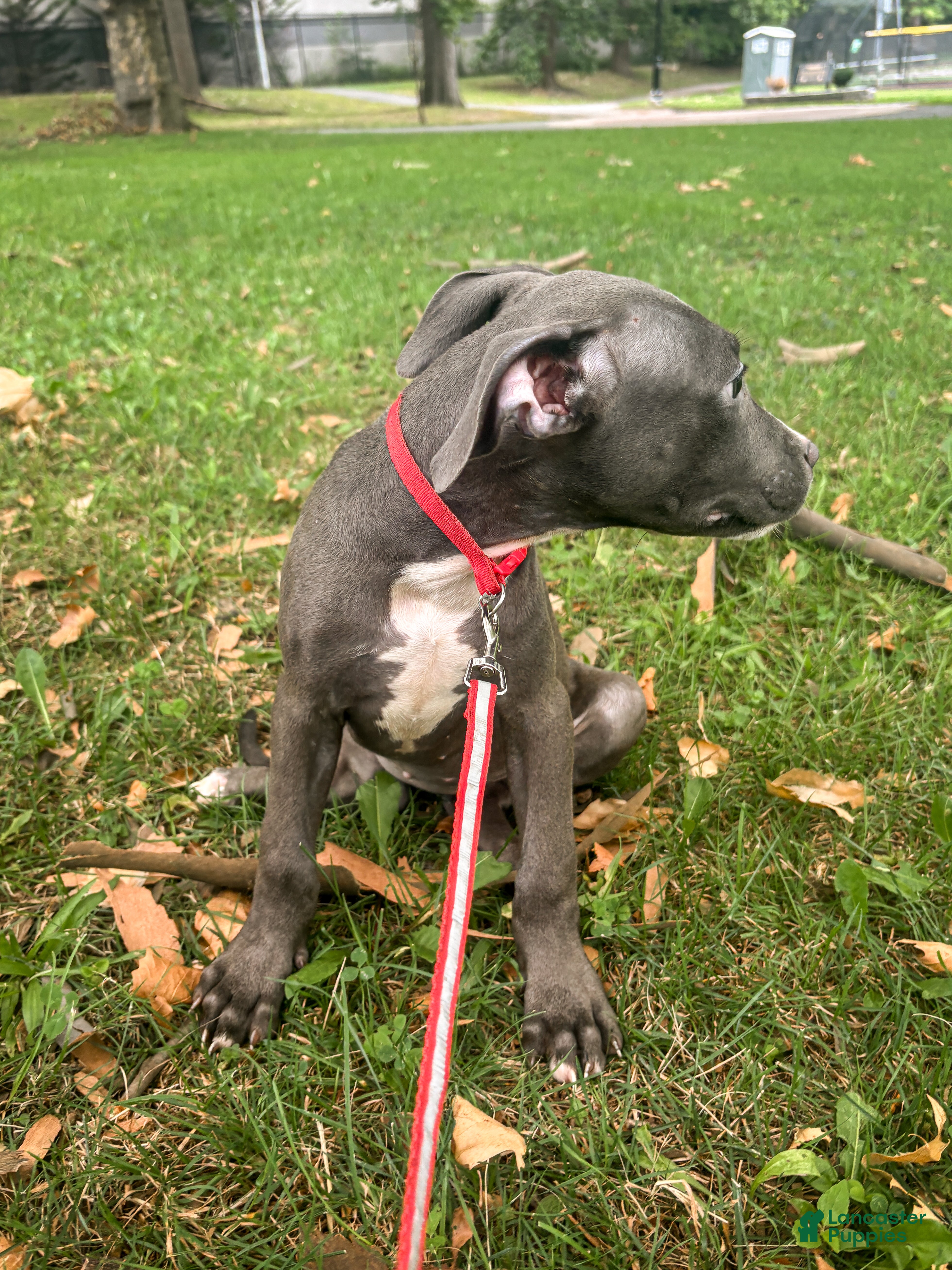 Mixed Breed dogs Mixed Breed 6 - Ad 2
