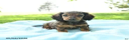 Miniature Dachshund dogs for sale: Penny - Ad 3