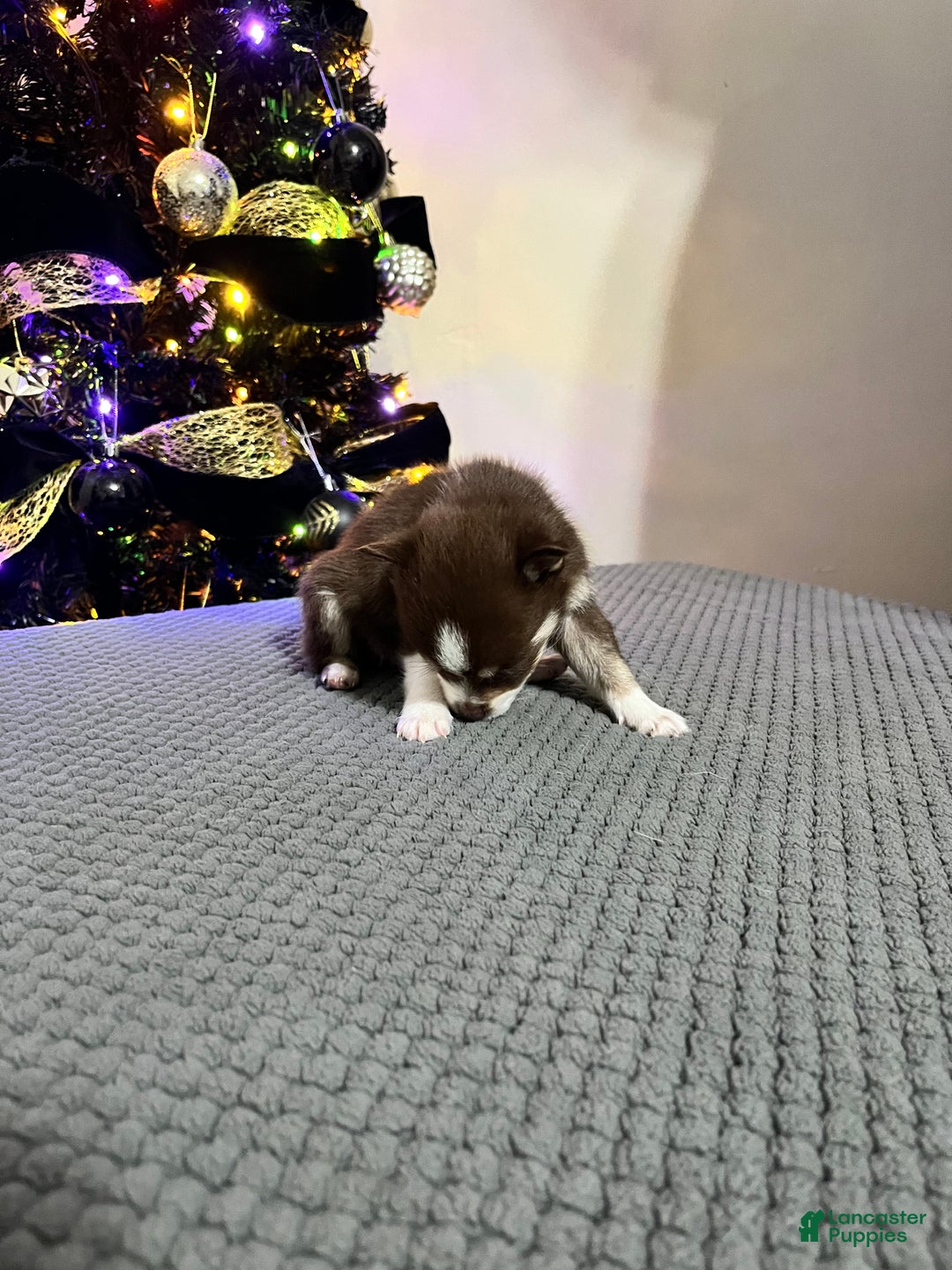 Pomsky dogs for sale: Master Splinter - Ad 3