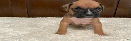 Boxer dogs for sale: Moxy - Ad 22