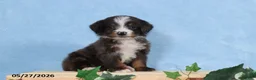 Mini Bernedoodle dogs for sale: Sophia - Ad 4