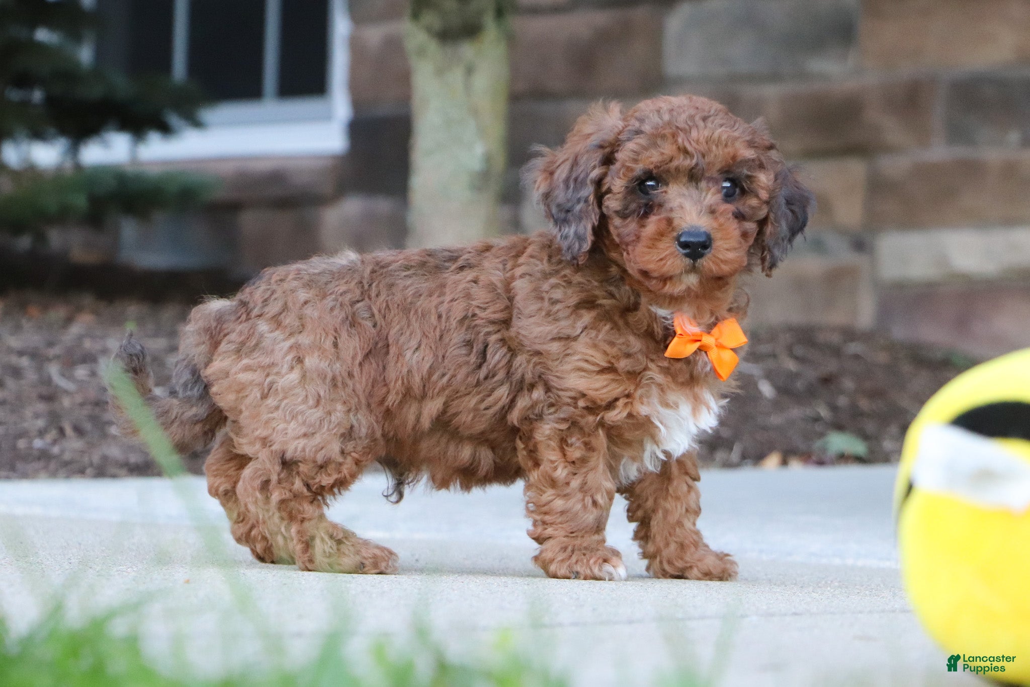 Mini Goldendoodle dogs for sale: River - Ad 2