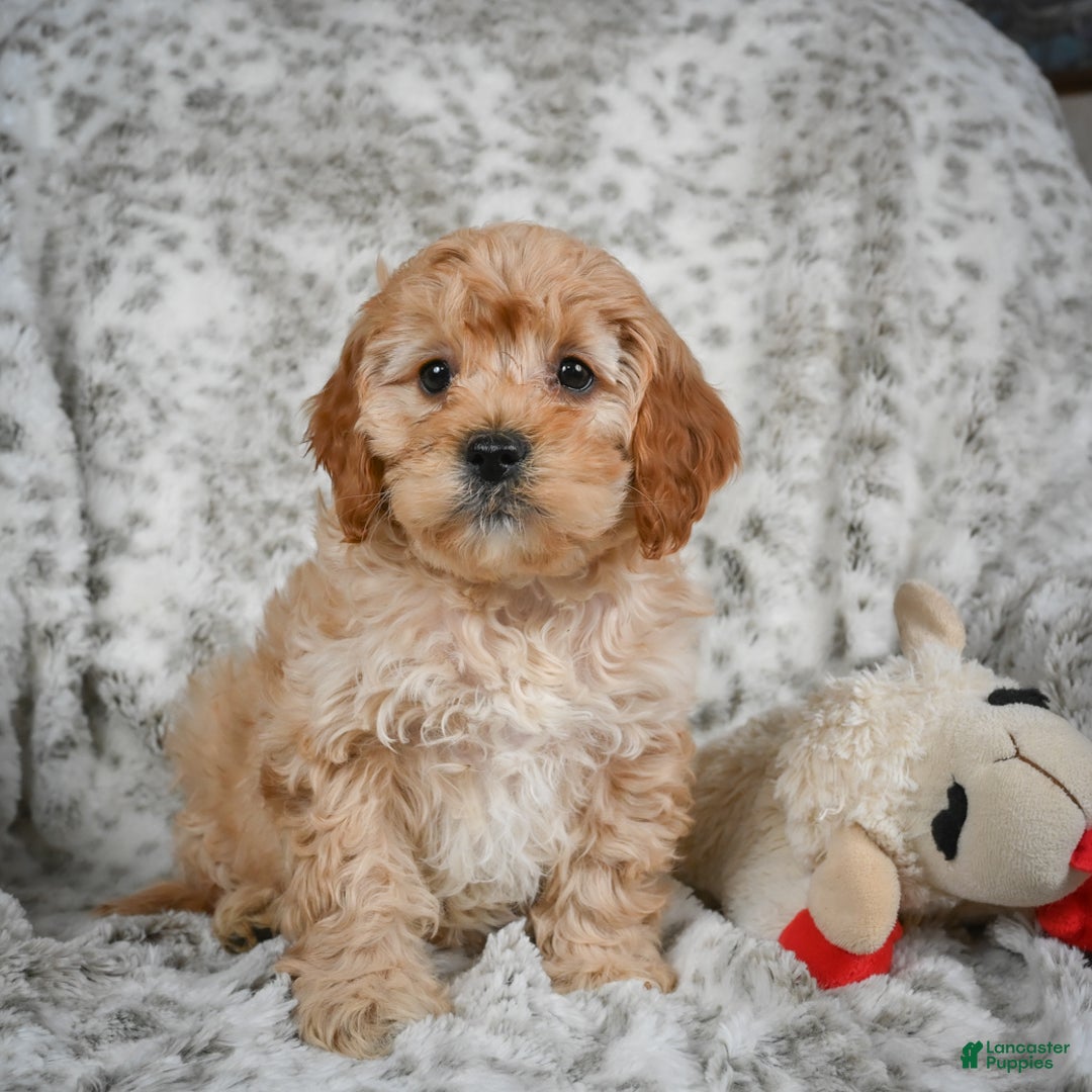 Cavapoo dogs for sale: Shaggy - Ad 7