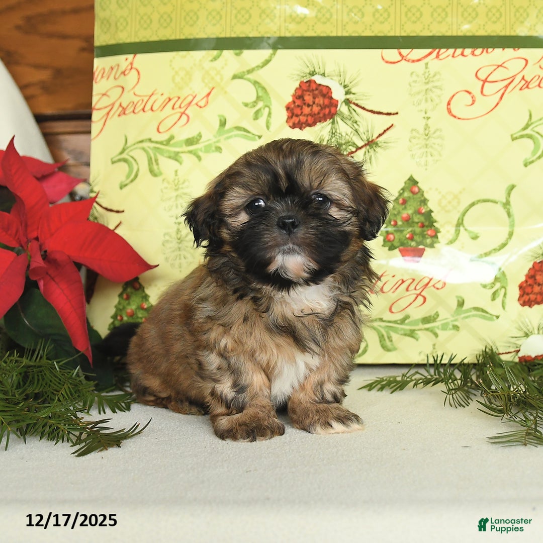 Shih Tzu dogs for sale: Barney - Ad 2