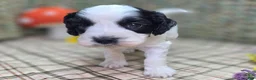 Cockapoo dogs for sale: Cottontail - Ad 10