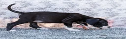 Great Dane dogs for sale: Fern - Ad 3