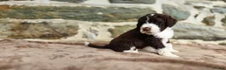 Portuguese Water Dog dogs for sale: Elizabeth - Ad 6