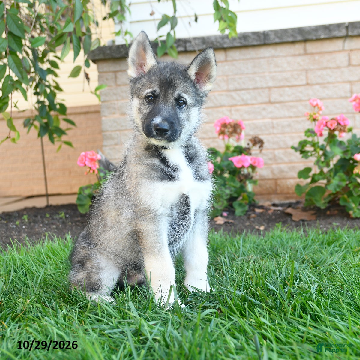 Gerberian Shepsky dogs for sale: Japer  - Ad 1