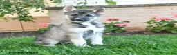 Gerberian Shepsky dogs for sale: Japer  - Ad 1