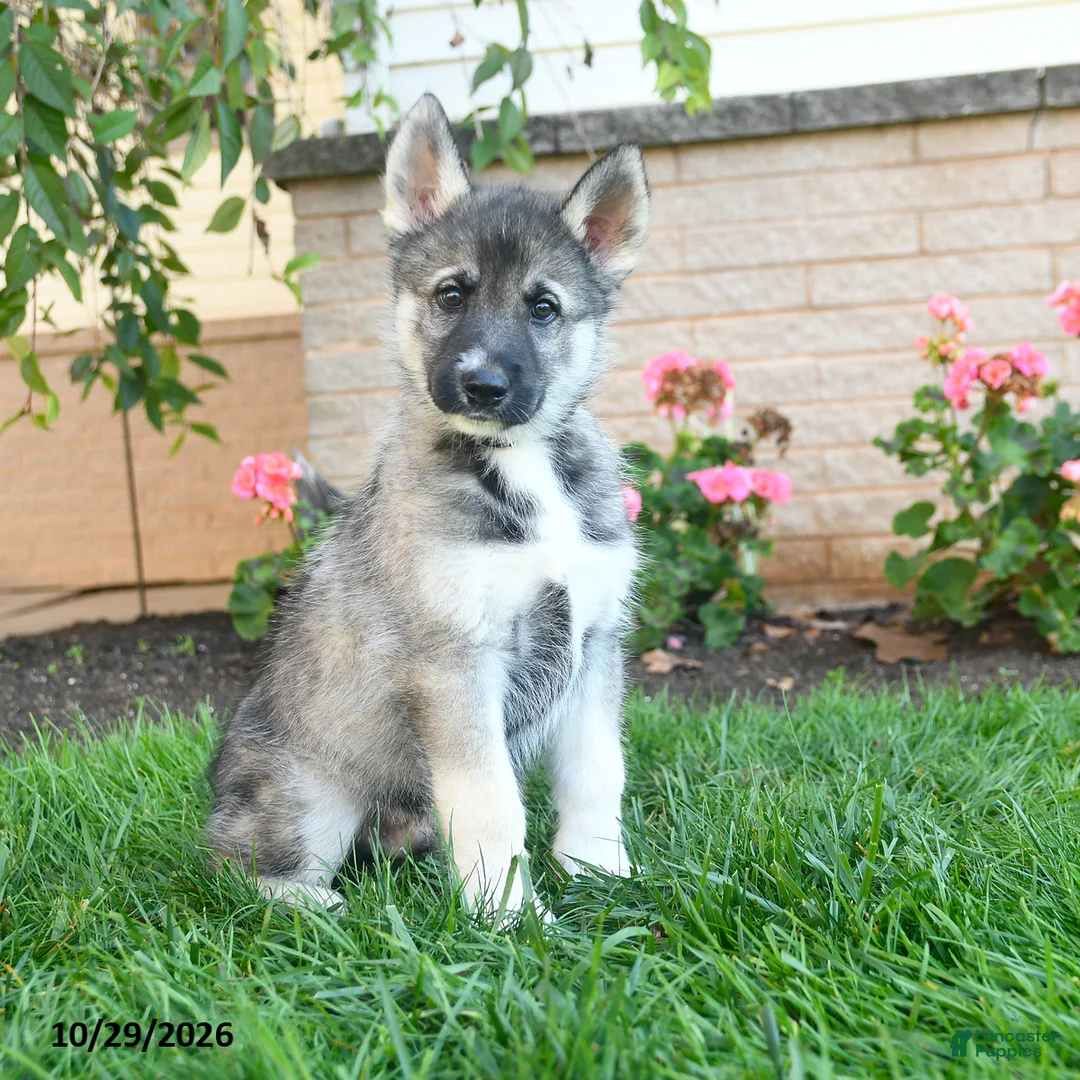 Gerberian Shepsky dogs for sale: Japer  - Ad 1