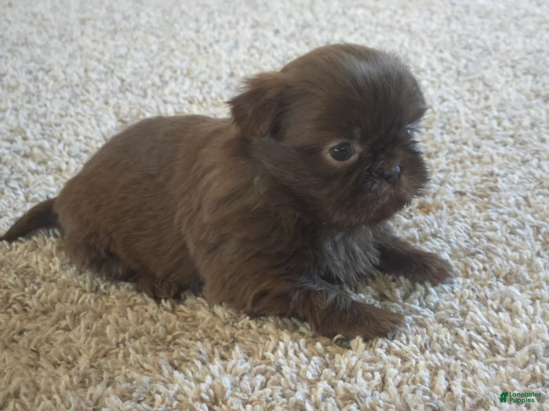 Shih Tzu dogs for sale: Norman - Ad 1
