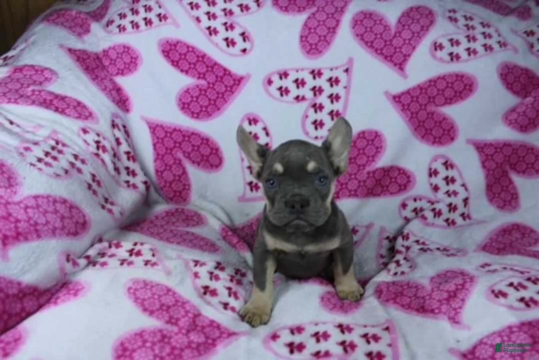 French Bulldog dogs for sale: Zoey - Ad 5