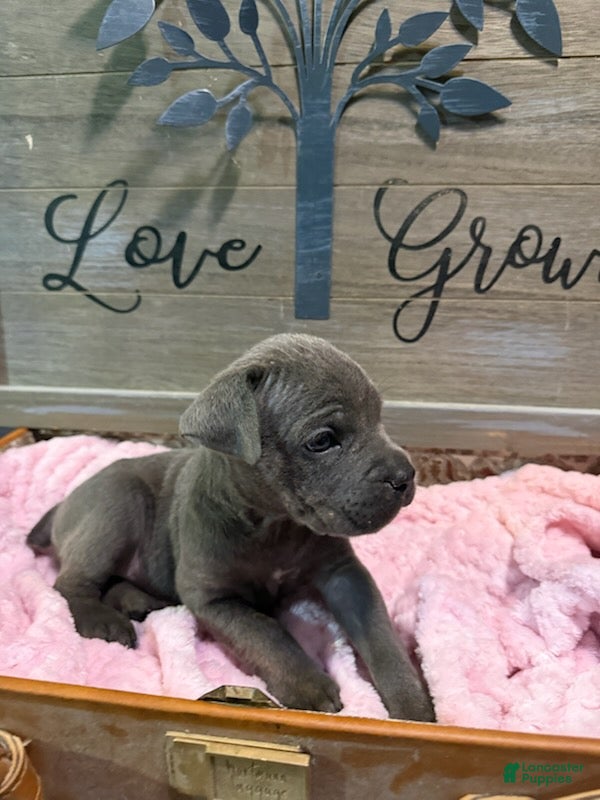 Cane Corso dogs Girl 3 - Ad 2