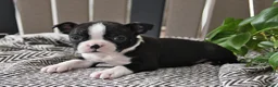 Boston Terrier dogs for sale: Paris - Ad 5