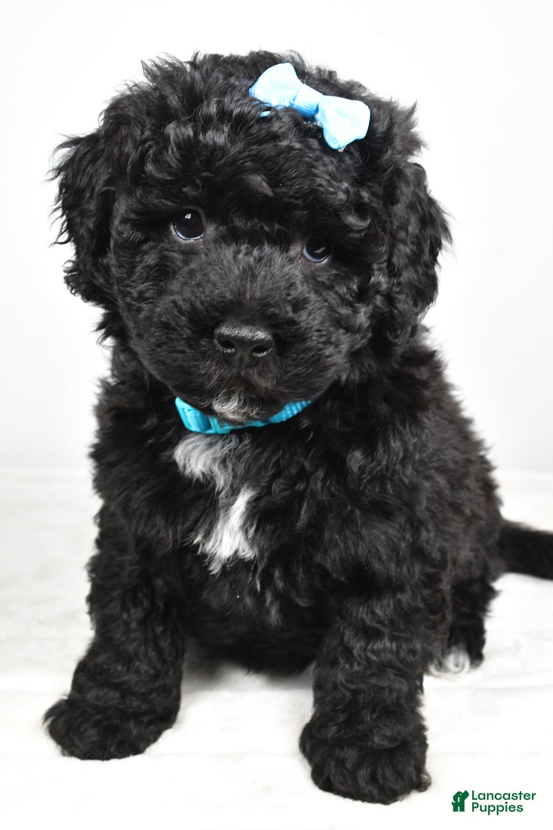 Mini Goldendoodle dogs for sale: Arthur - Ad 7