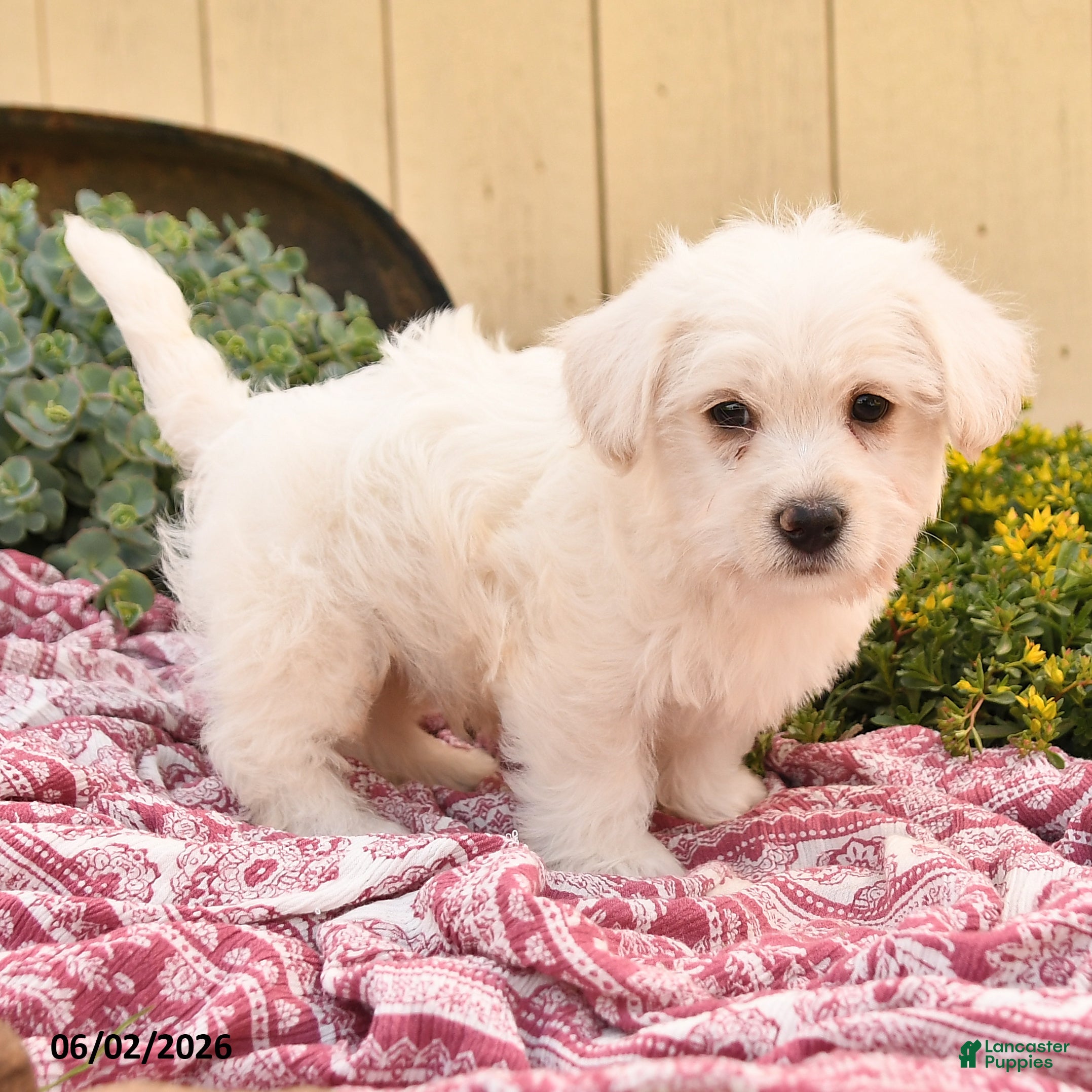 Westiepoo dogs for sale: Rufus - Ad 2
