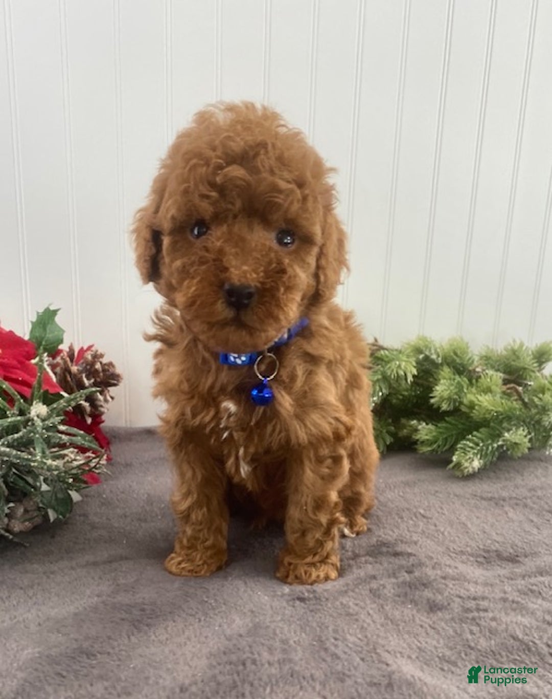 Toy Poodle dogs for sale: Buster - Ad 1