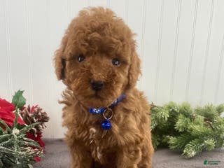 Toy Poodle dogs Buster - Ad 26