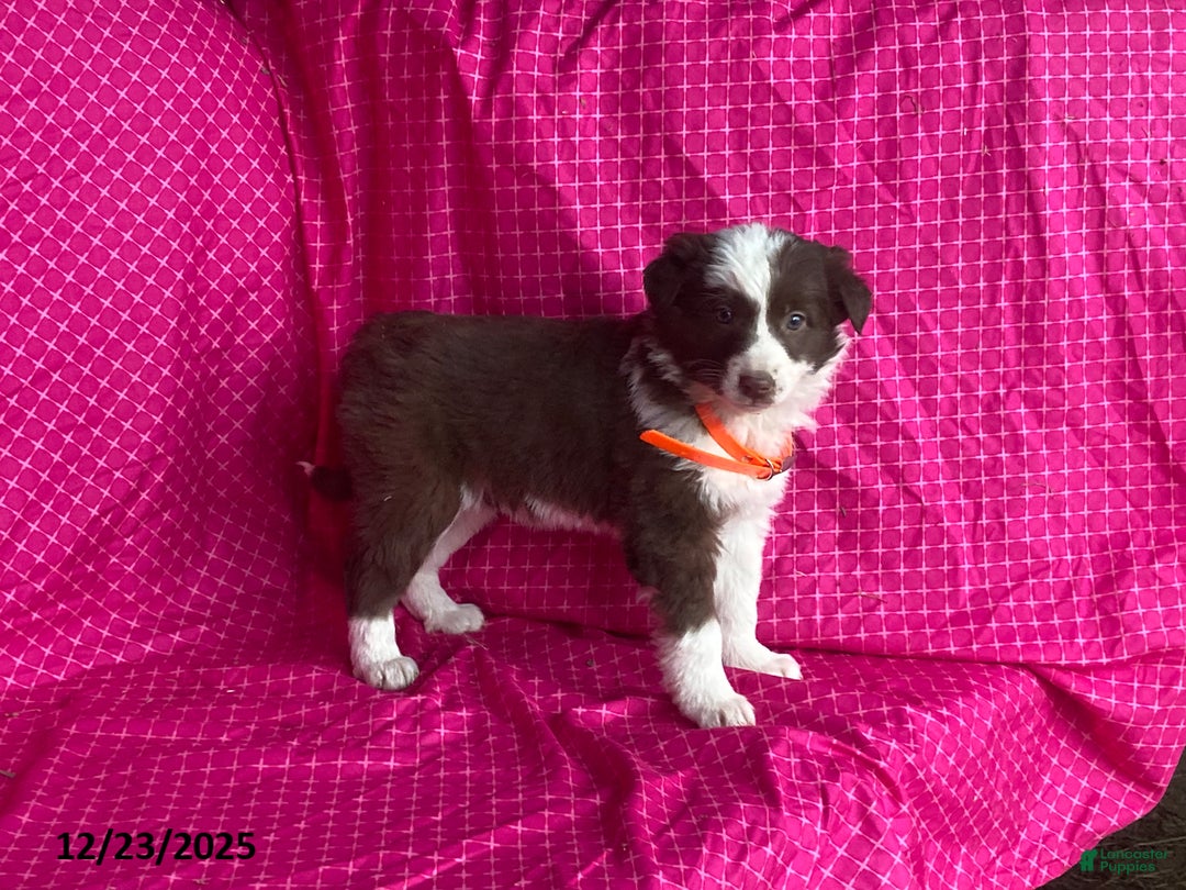 Mixed Breed dogs for sale: Ginger - Ad 6