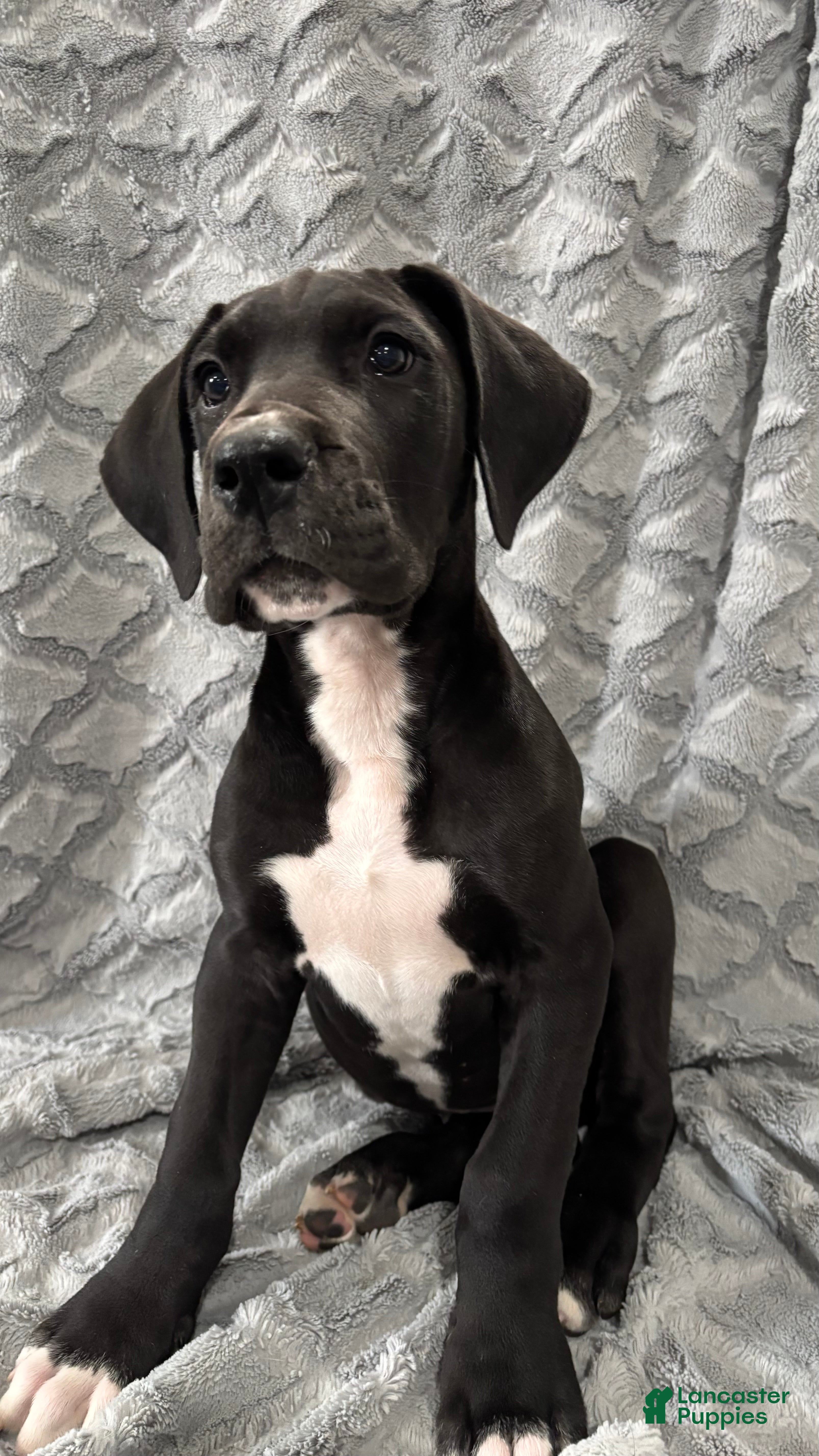 Great Dane dogs Louie - Ad 1