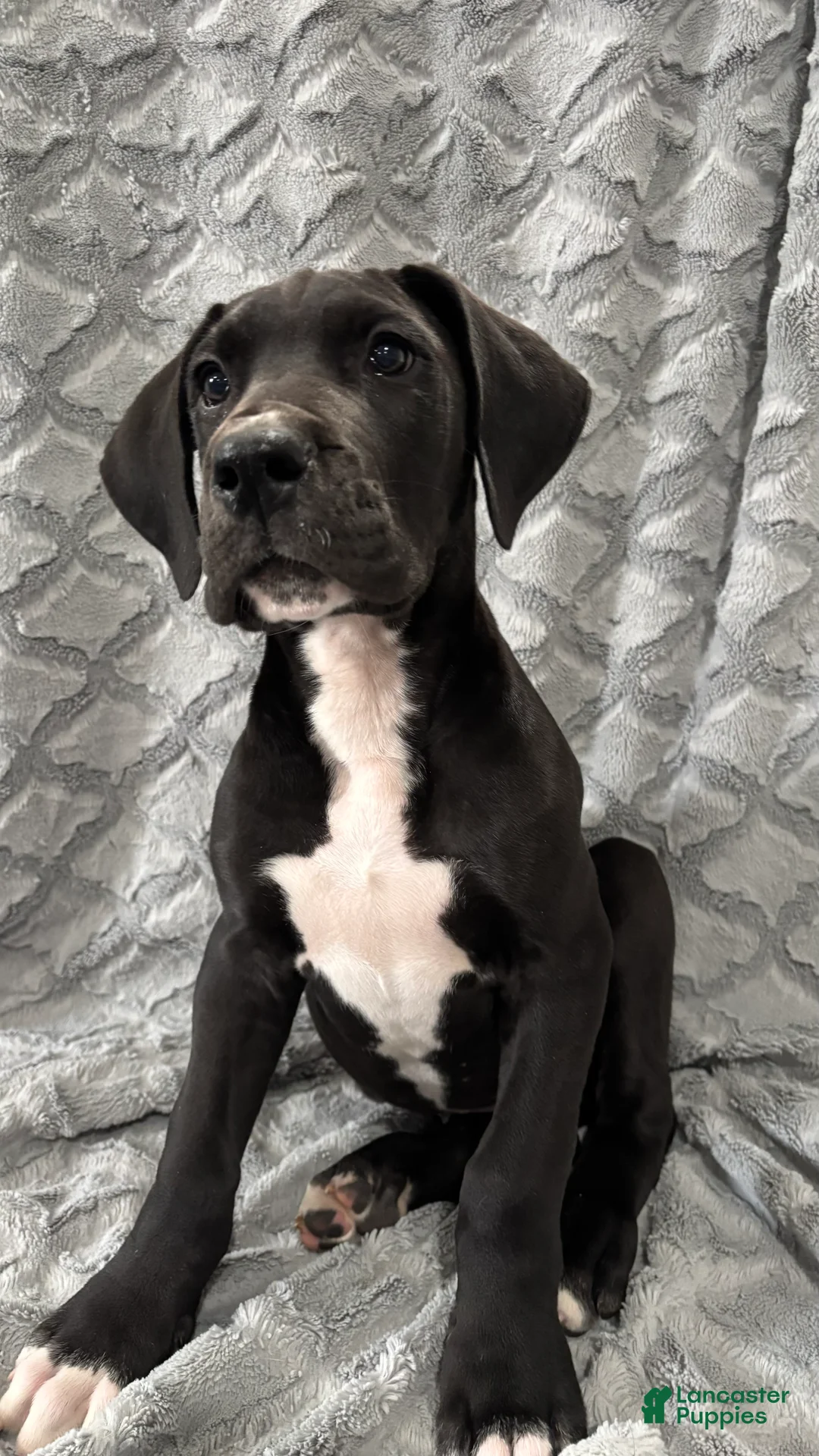 Great Dane dogs for sale: Louie - Ad 1