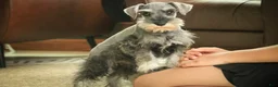 Miniature Schnauzer dogs for sale: Qeleigh Miniature Schnauzer  - Ad 19