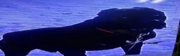 Cane Corso dogs for sale: Cane Corso 5 - Ad 3