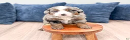 Mini Bernedoodle dogs for sale: Oscar - Ad 4