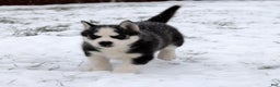 Siberian Husky dogs for sale: Flicka - Ad 4