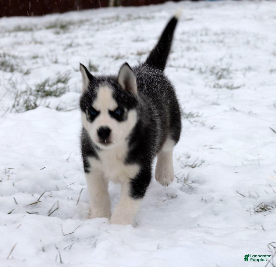 Siberian Husky dogs for sale: Flicka - Ad 4