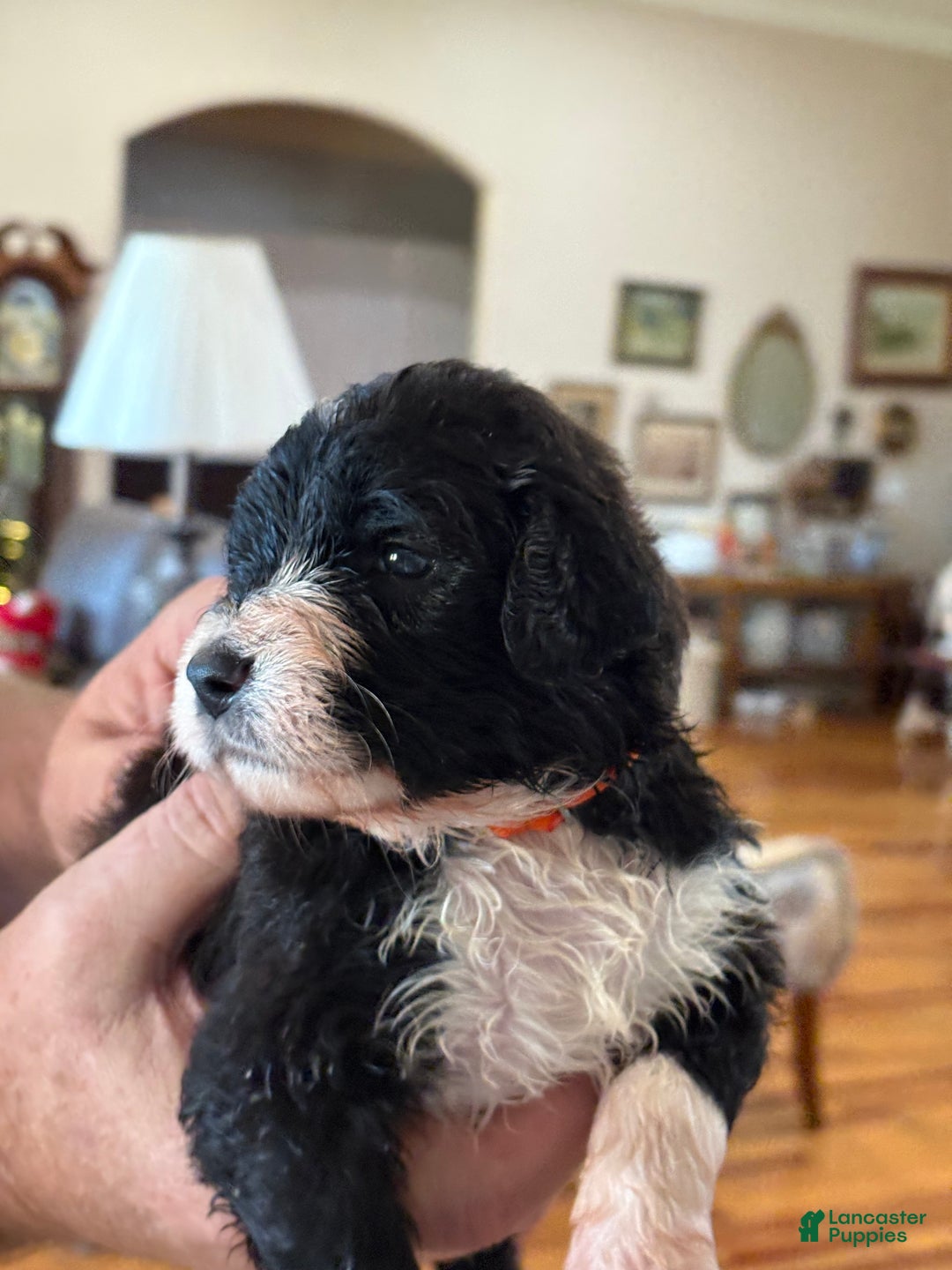 Mixed Breed dogs for sale: Female # 1 English Shepherd Doodle - Ad 4