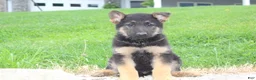German Shepherd dogs for sale: Erik - Ad 3