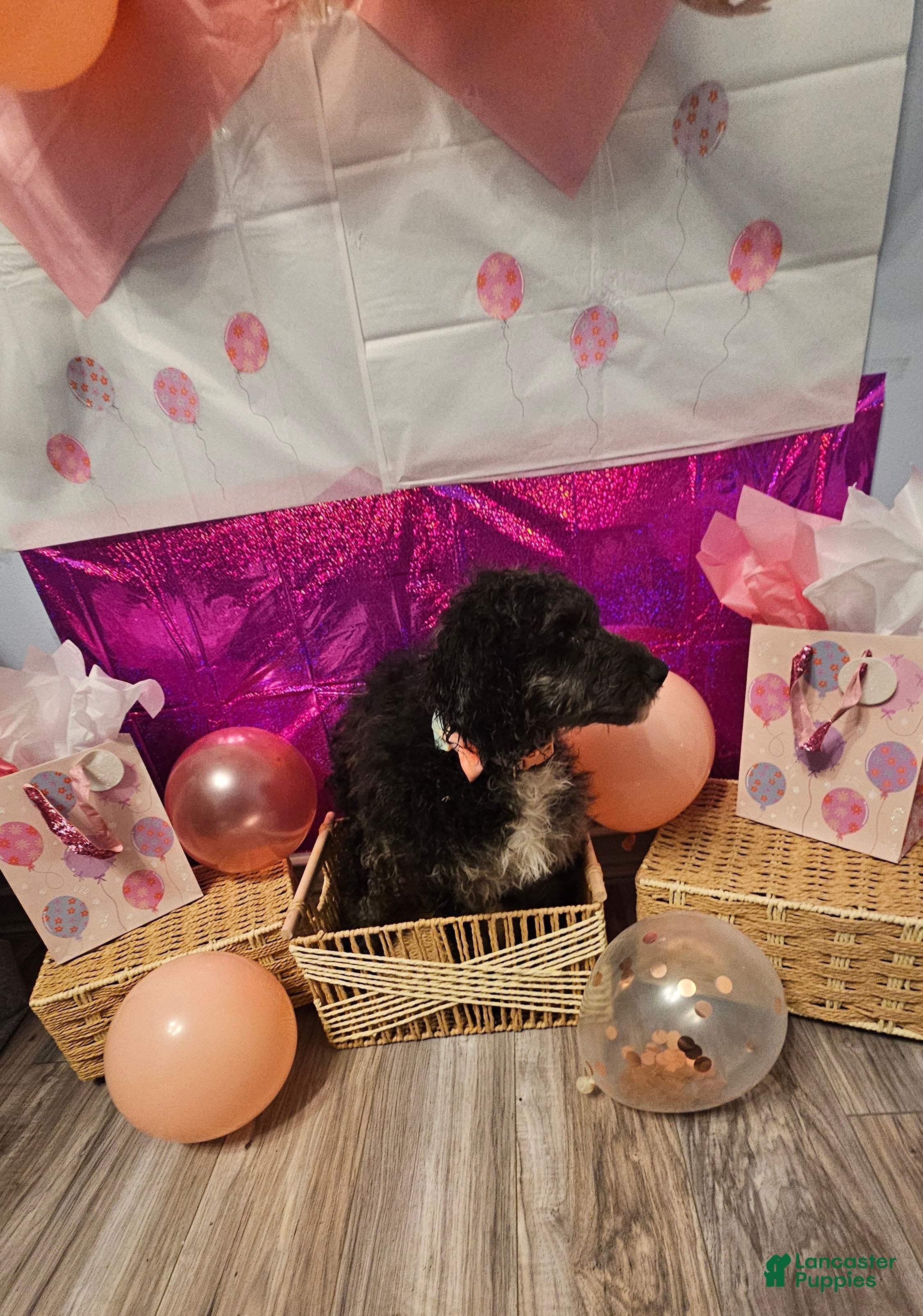Mixed Breed dogs for sale: Jill. - Ad 4