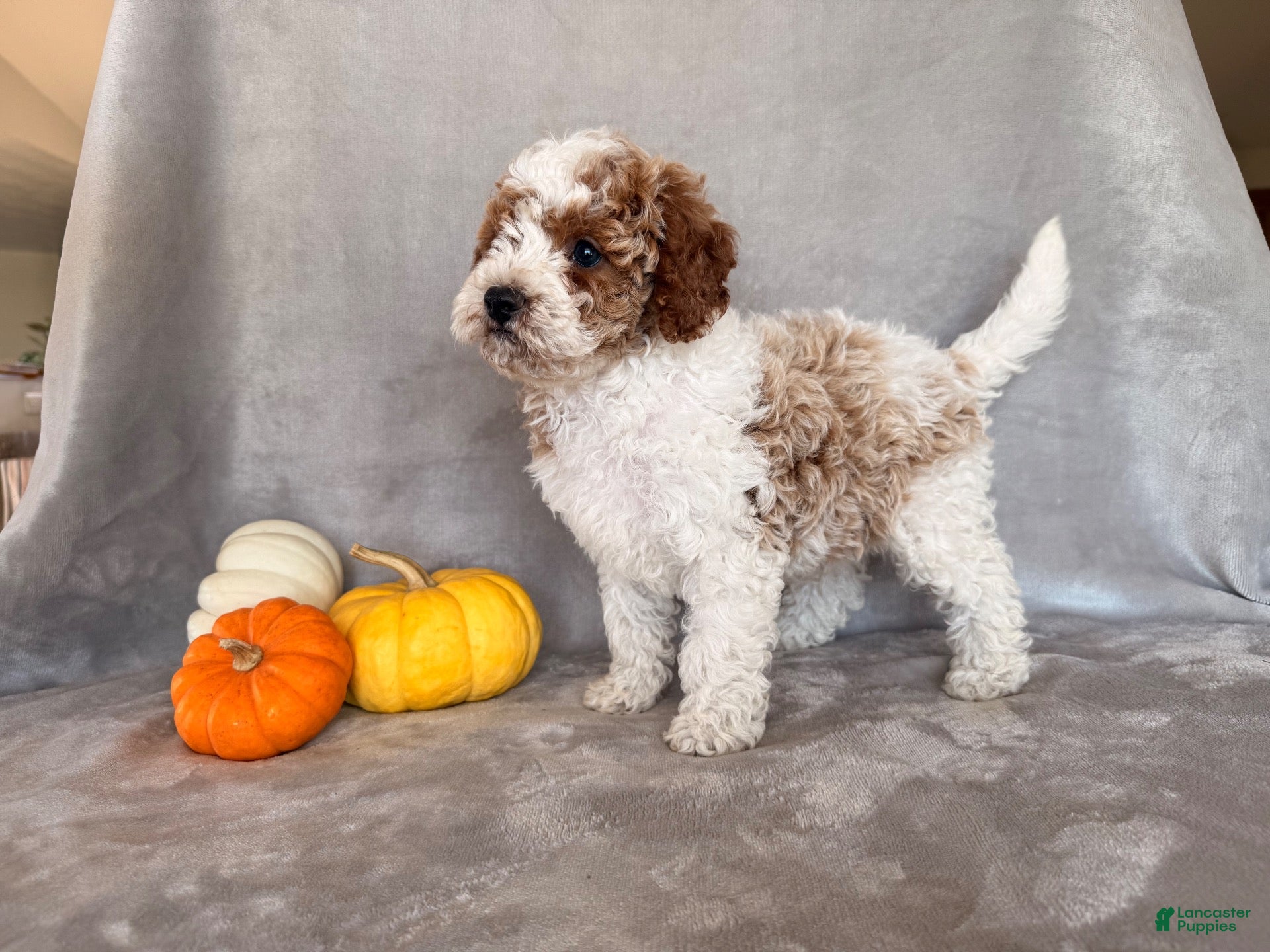 Cavapoo dogs Snoopy - Ad 1