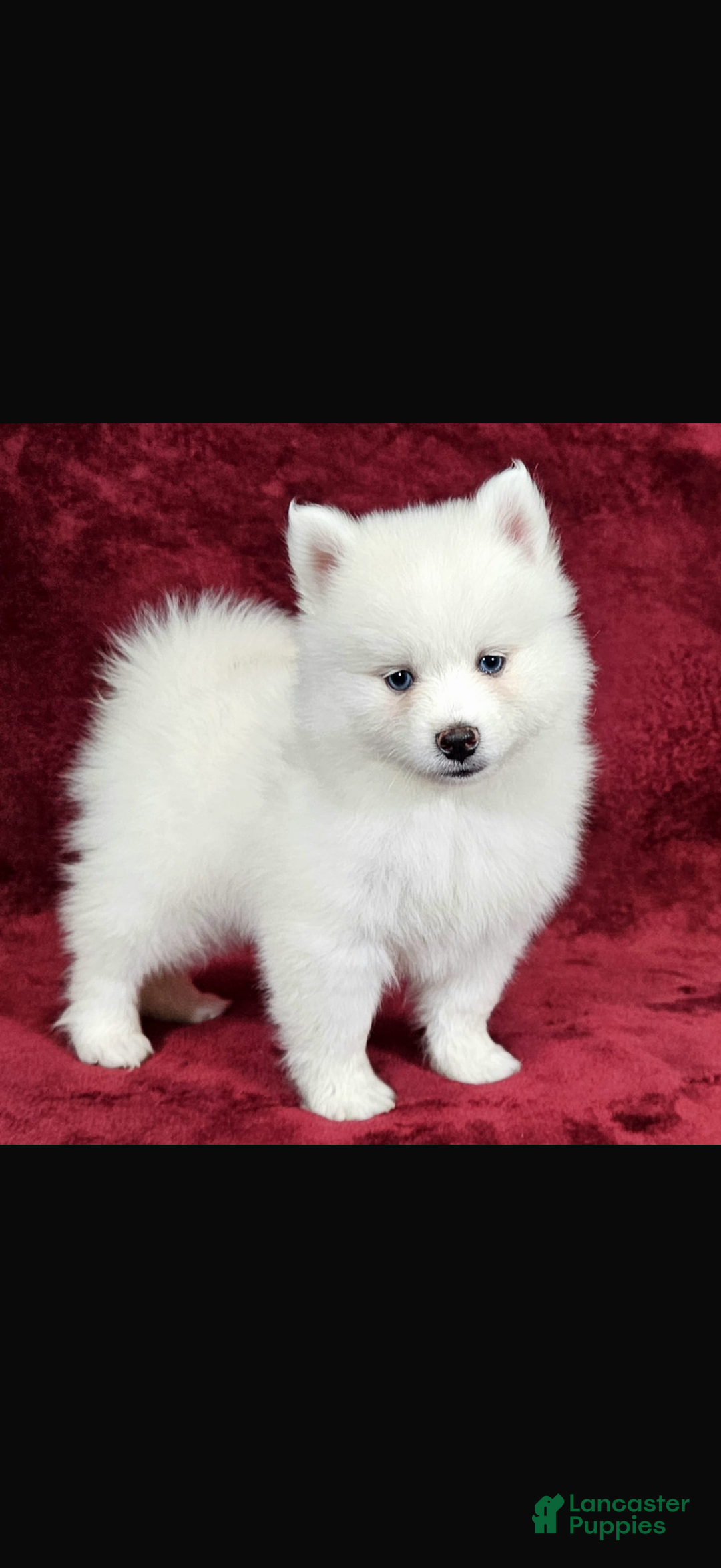 Pomsky dogs for sale: Pomsky Puppy 1 - Ad 3